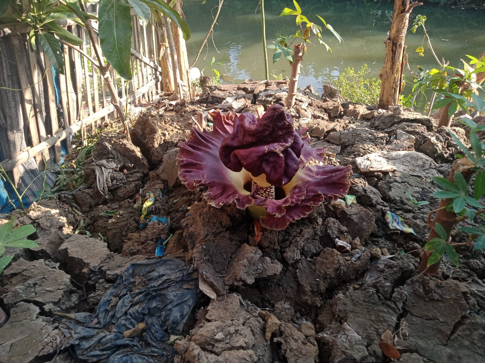 foto: Kemunculan Bunga Bangkai di pinggir Kali Cikarang, Sukaringin