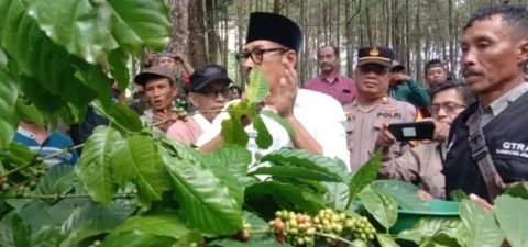 foto: Warga Sidomulyo bahu-membahu memetik kopi, tanpa didampingi Kepala Desa mereka sendiri